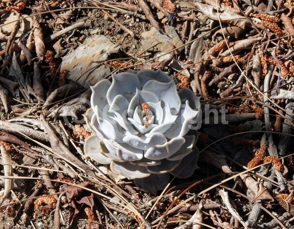 Pink blooms; Evergreen; North American Native