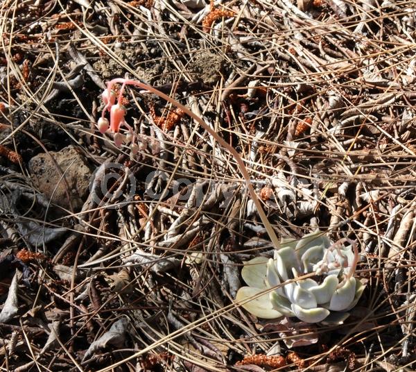 Pink blooms; Evergreen; North American Native