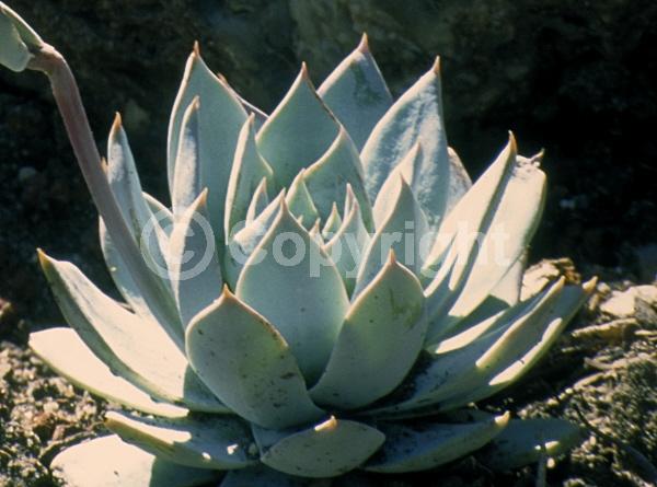 Orange blooms; Evergreen; Needles or needle-like leaf; North American Native