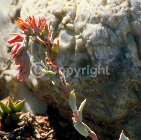 Orange blooms; Evergreen; Needles or needle-like leaf; North American Native