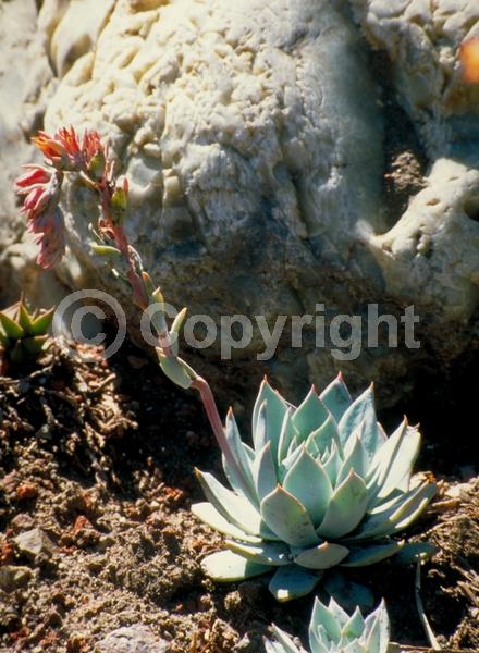 Orange blooms; Evergreen; Needles or needle-like leaf; North American Native