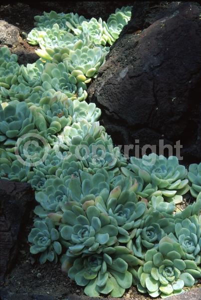 Red blooms; Orange blooms; Pink blooms; Evergreen; North American Native