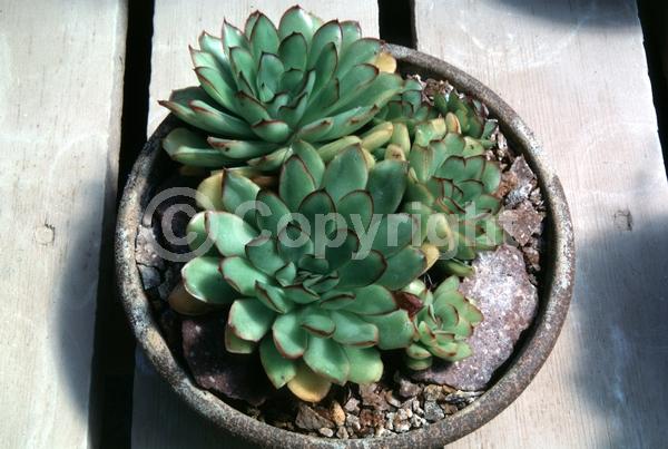 Yellow blooms; North American Native