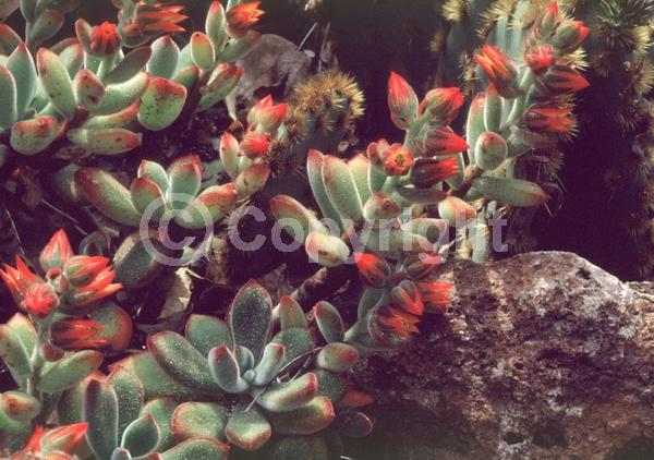 Red blooms; Evergreen; North American Native