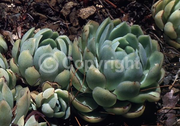Yellow blooms; North American Native