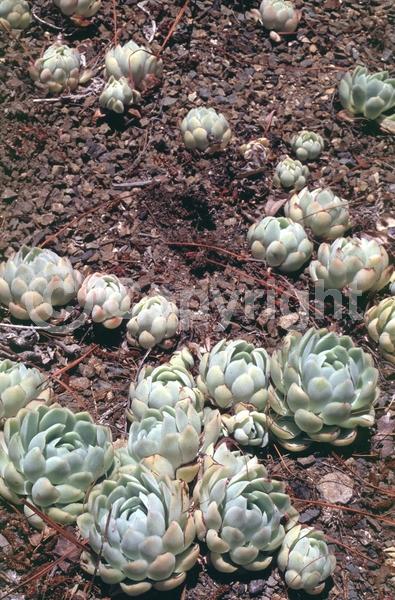 Yellow blooms; North American Native