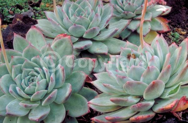 North American Native