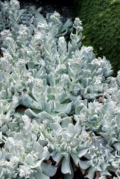 Orange blooms; Yellow blooms; Evergreen