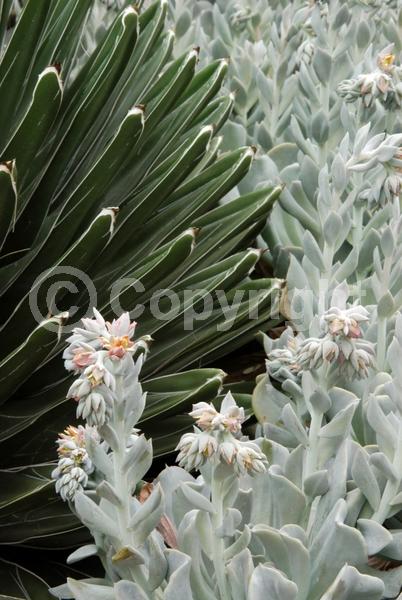 Orange blooms; Yellow blooms; Evergreen