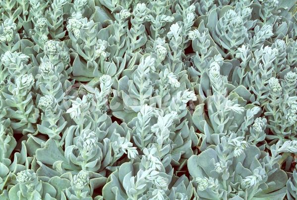 Orange blooms; Yellow blooms; Evergreen