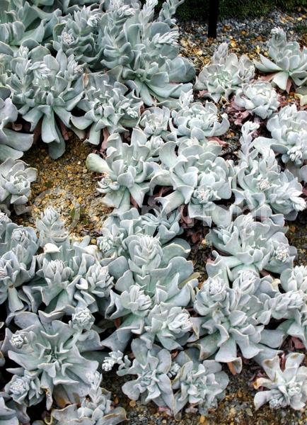 Orange blooms; Yellow blooms; Evergreen