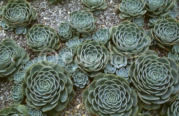 Red blooms; Orange blooms; Pink blooms; Evergreen; North American Native