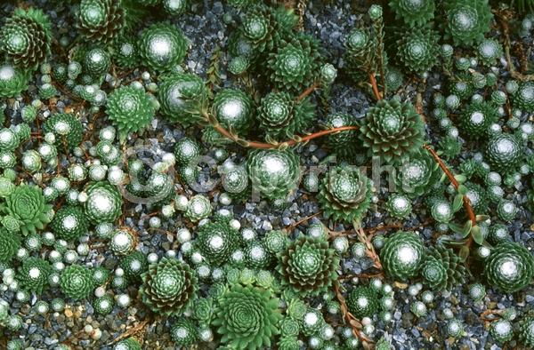 Red blooms; Orange blooms; Pink blooms; Evergreen; North American Native