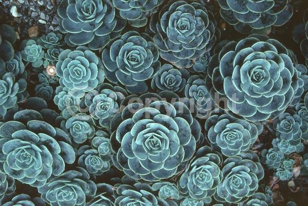 Red blooms; Orange blooms; Pink blooms; Evergreen; North American Native