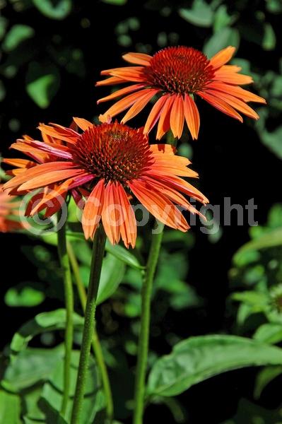 Orange blooms; Deciduous; Broadleaf