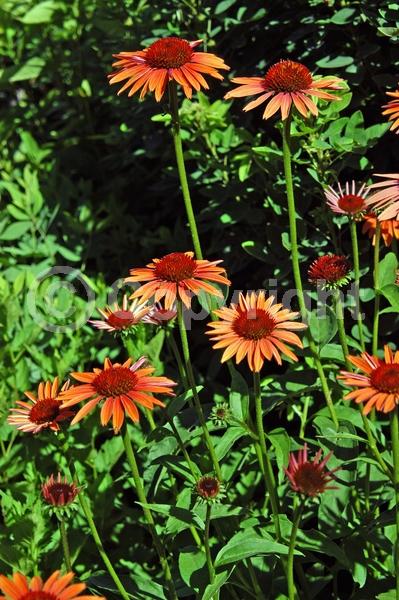 Orange blooms; Deciduous; Broadleaf