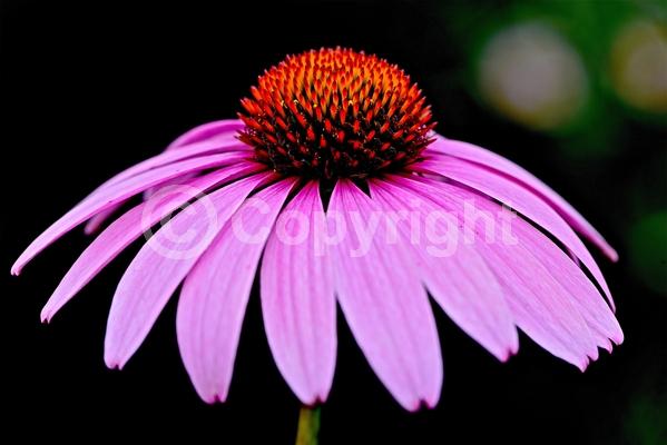 Red blooms; Purple blooms; White blooms; Pink blooms; Deciduous; Broadleaf; North American Native
