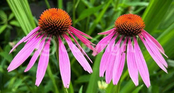 Red blooms; Purple blooms; White blooms; Pink blooms; Deciduous; Broadleaf; North American Native