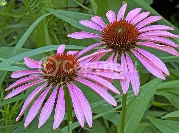 Red blooms; Purple blooms; White blooms; Pink blooms; Deciduous; Broadleaf; North American Native