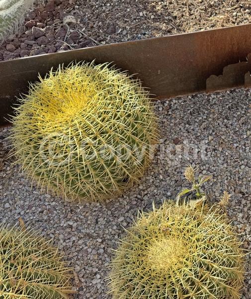Yellow blooms; North American Native