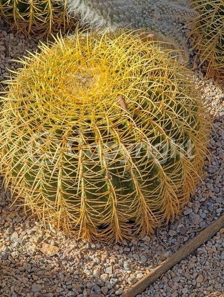 Yellow blooms; North American Native