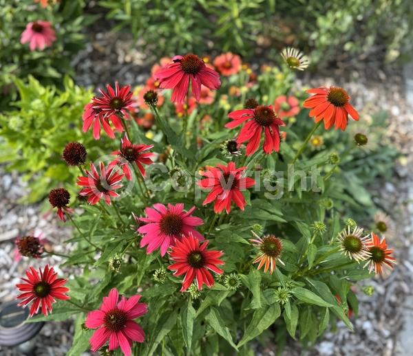 Red blooms; Purple blooms; White blooms; Pink blooms; Deciduous; Broadleaf; North American Native