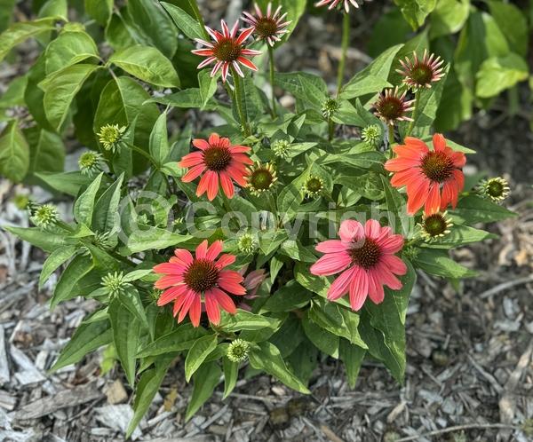 Red blooms; Purple blooms; White blooms; Pink blooms; Deciduous; Broadleaf; North American Native