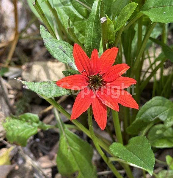 Red blooms; Purple blooms; White blooms; Pink blooms; Deciduous; Broadleaf; North American Native