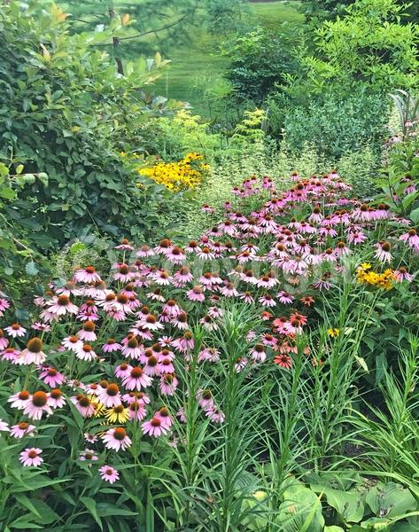 Red blooms; Purple blooms; White blooms; Pink blooms; Deciduous; Broadleaf; North American Native