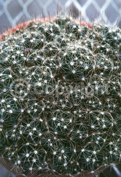 Yellow blooms; Evergreen