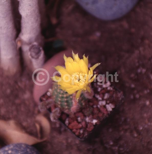 Yellow blooms; Evergreen