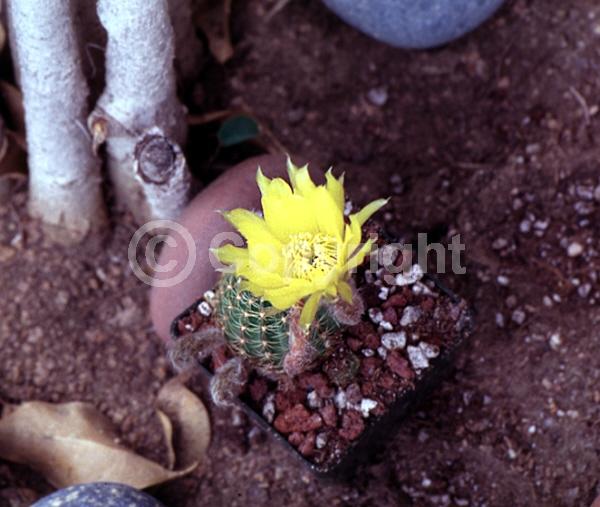Yellow blooms; Evergreen