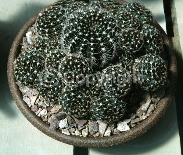 Yellow blooms; Evergreen