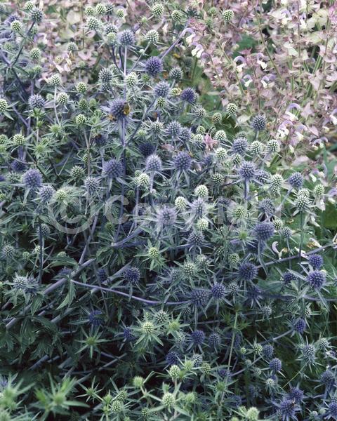 Blue blooms; Deciduous; Broadleaf