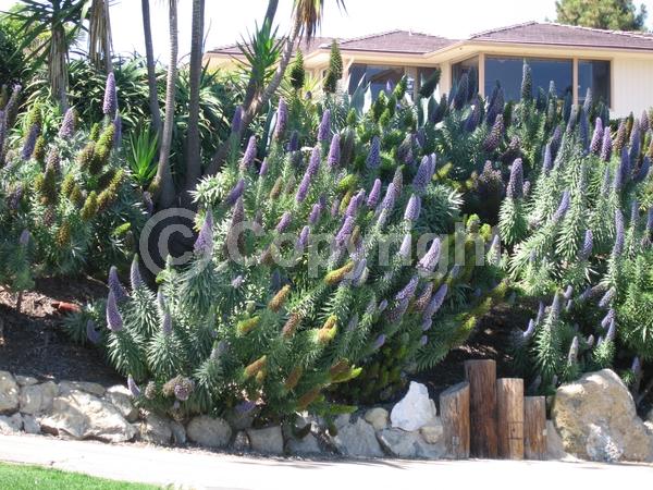 Blue blooms; Lavender blooms; Evergreen