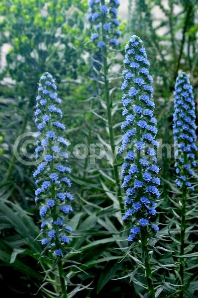 Blue blooms; Lavender blooms; Evergreen