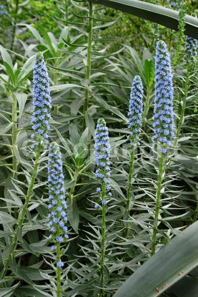 Blue blooms; Lavender blooms; Evergreen