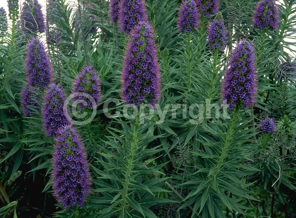 Blue blooms; Lavender blooms; Evergreen