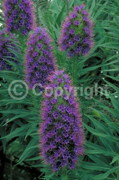 Blue blooms; Lavender blooms; Evergreen