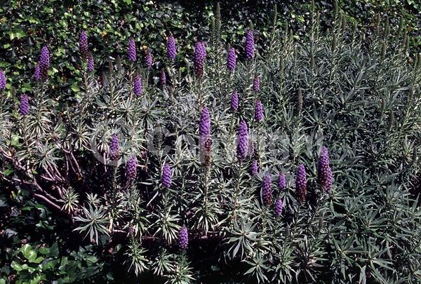 Blue blooms; Lavender blooms; Evergreen