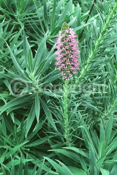 Blue blooms; Lavender blooms; Evergreen