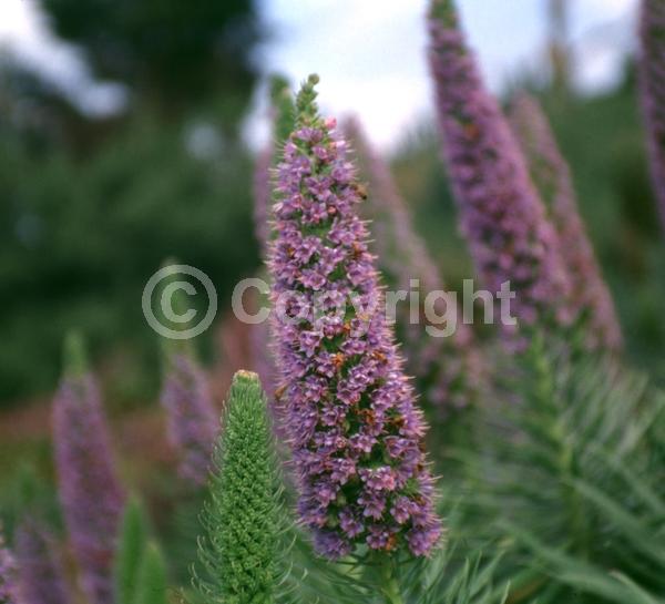 Blue blooms; Lavender blooms; Evergreen