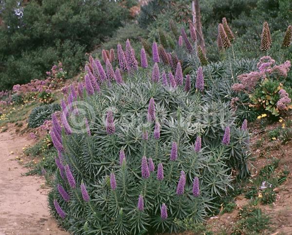 Blue blooms; Lavender blooms; Evergreen