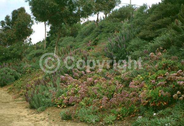 Blue blooms; Lavender blooms; Evergreen