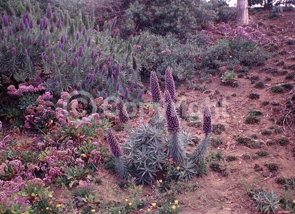 Blue blooms; Lavender blooms; Evergreen