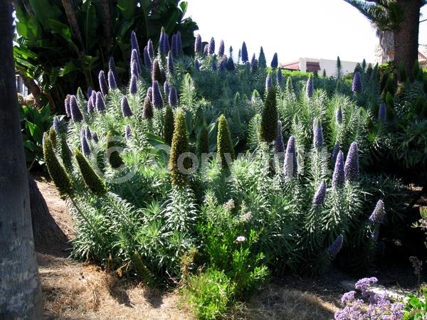 Blue blooms; Lavender blooms; Evergreen