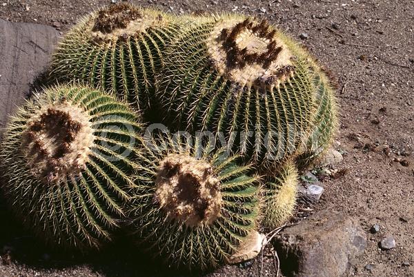 Yellow blooms; North American Native