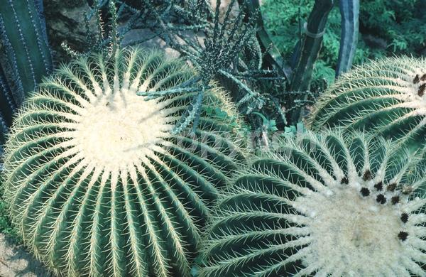Yellow blooms; North American Native