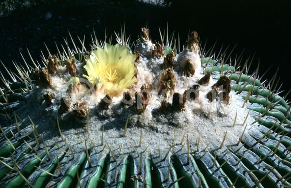 Yellow blooms; North American Native
