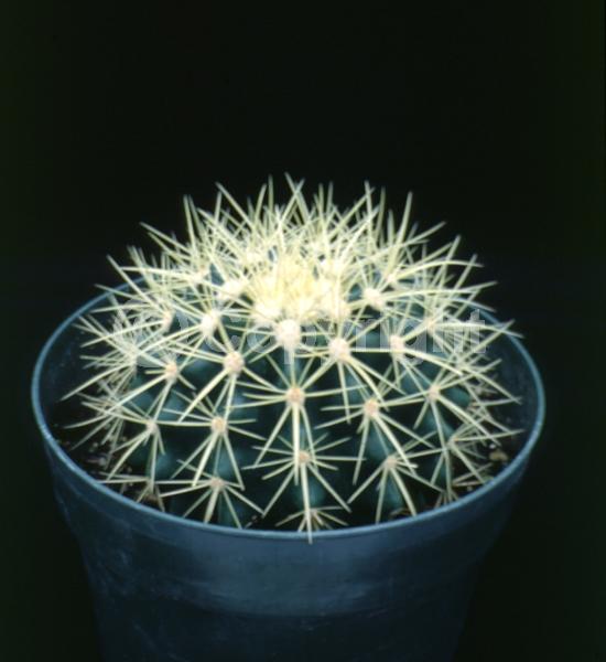 Yellow blooms; North American Native